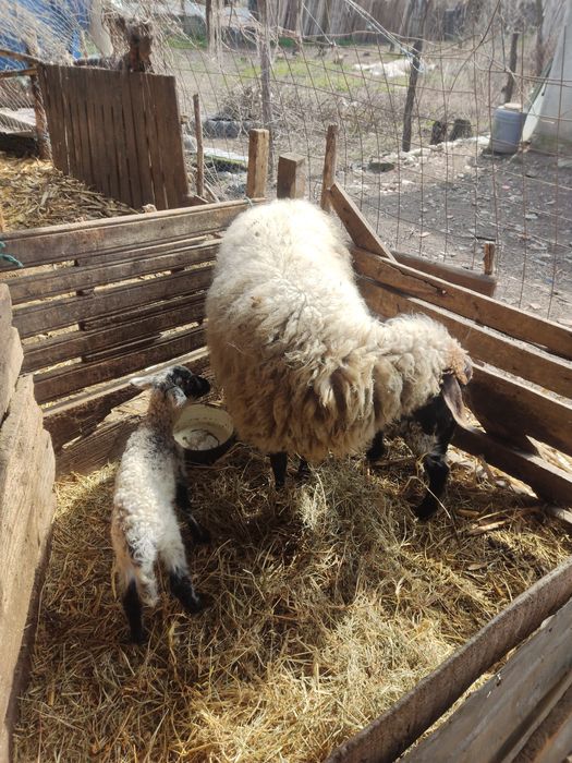 Miei din 2  de vanzare