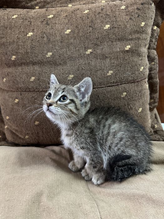 Котята 2 месяца британские