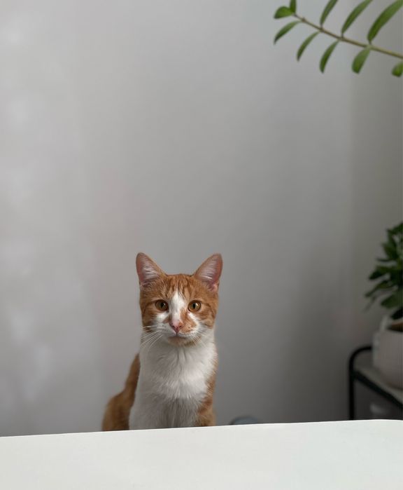 Котик в добрые руки!
