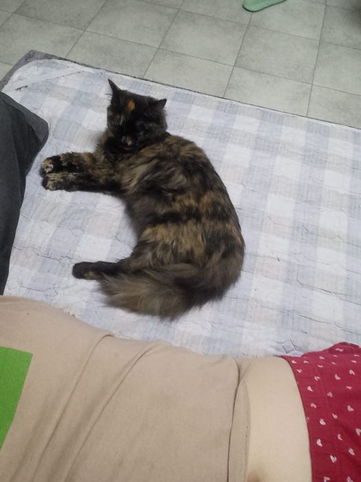 Отдам кошечку в хорошие руки