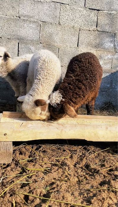 Козылар сатылады