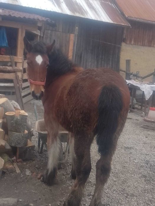 Vând mânz de 10 luni