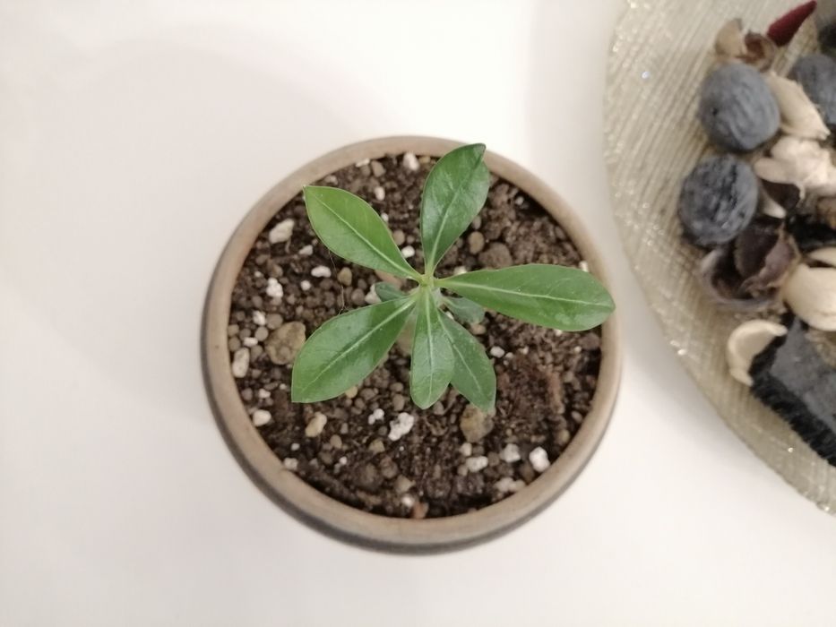 Trandafir de Deșert (Adenium Obesum) 6 luni - Plantă de Interior Exotică