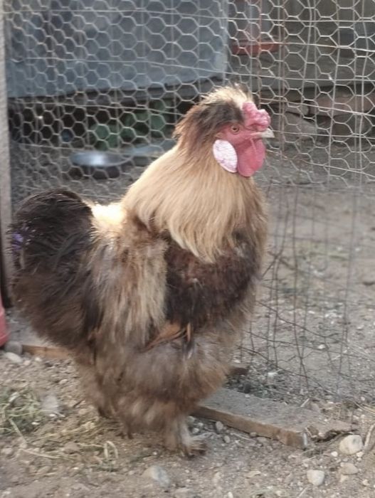 Cocos mătase japonez