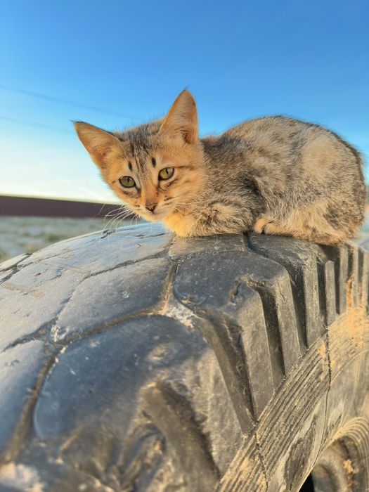 Котюнок хороший и дам с даром