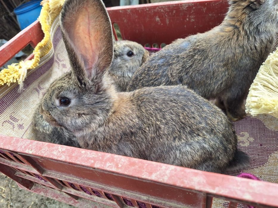 Vând iepuri uriaș german