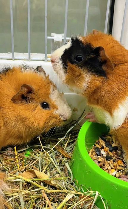 Грызуны в Зоомире