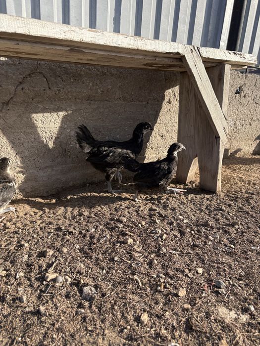 Черный австралорп балапан әтеші сатылады