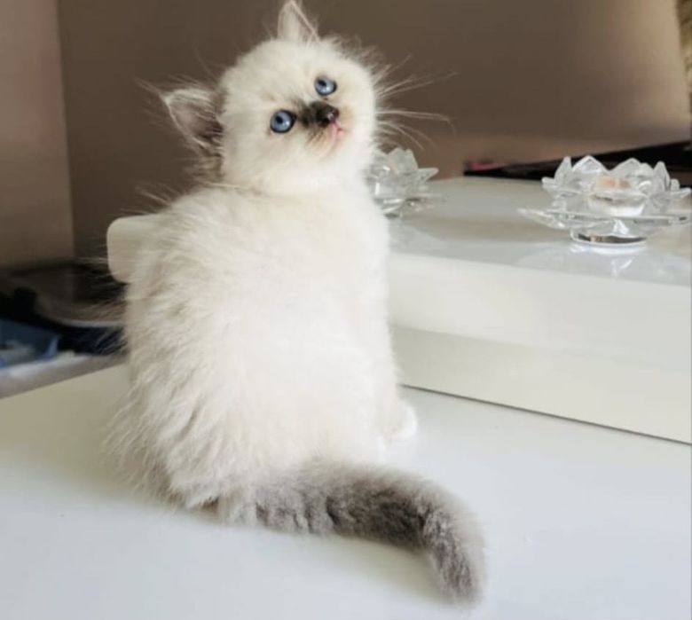 Ragdoll puiut frumos