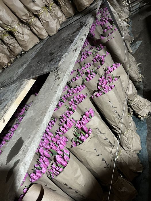 Тюльпаны оптом без посредников