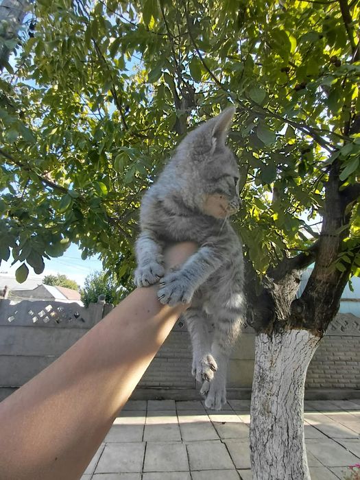 Котята ищут дом, мальчик и девочка