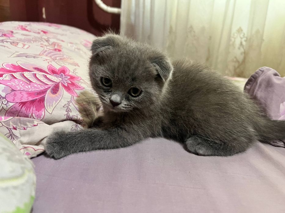 Шотландские котята