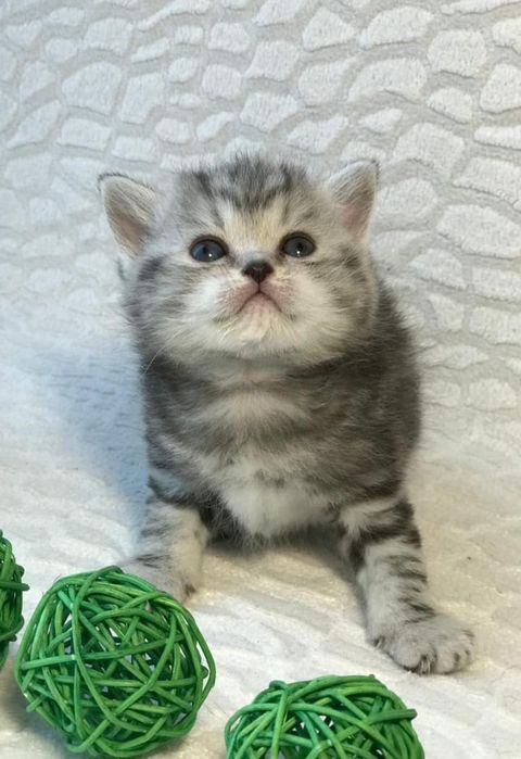 Британские Котята .