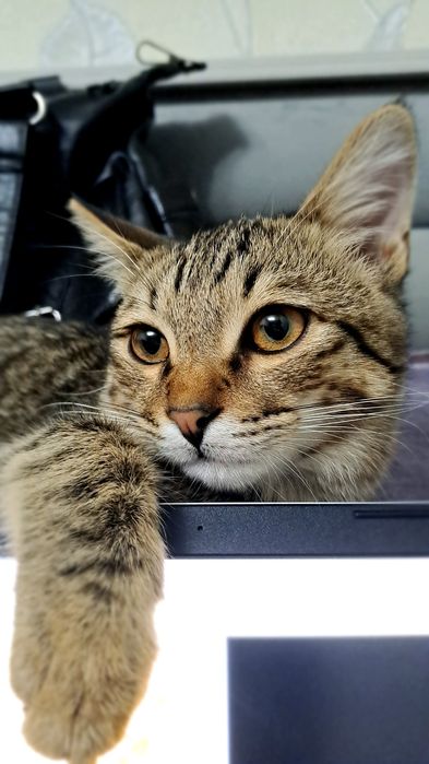 Отдадим в хорошие руки кота