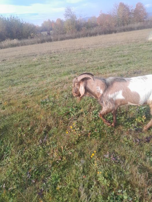 Vând țap anglonubian