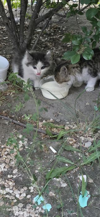 Отдам бесплатно котят