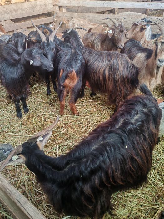 Vând capre sau schimb cu oi