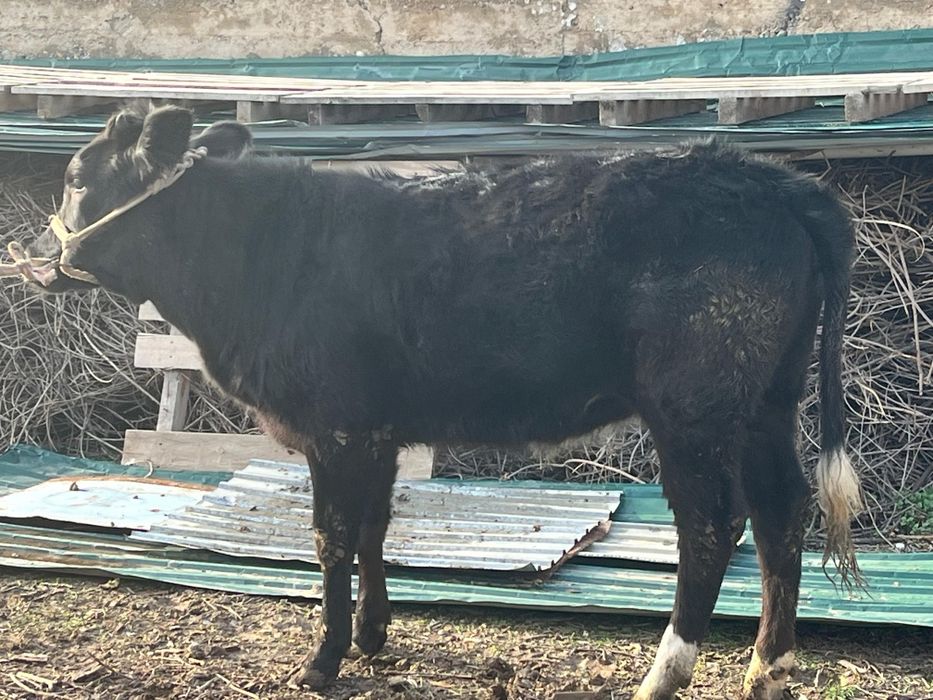 10 айлық тана сатылады