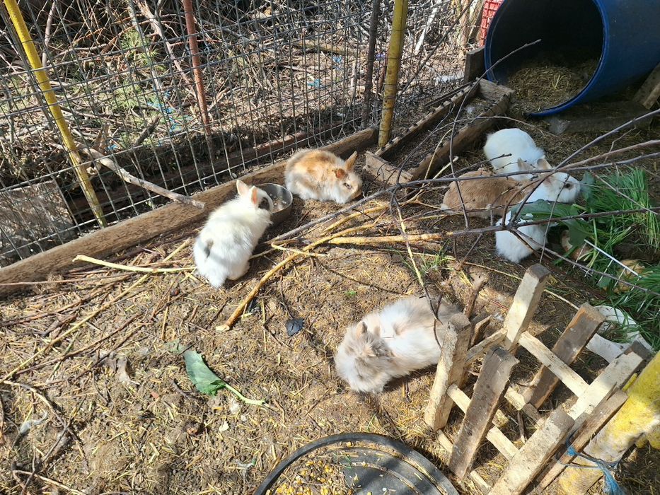 Vand iepuri cap de leu pitici