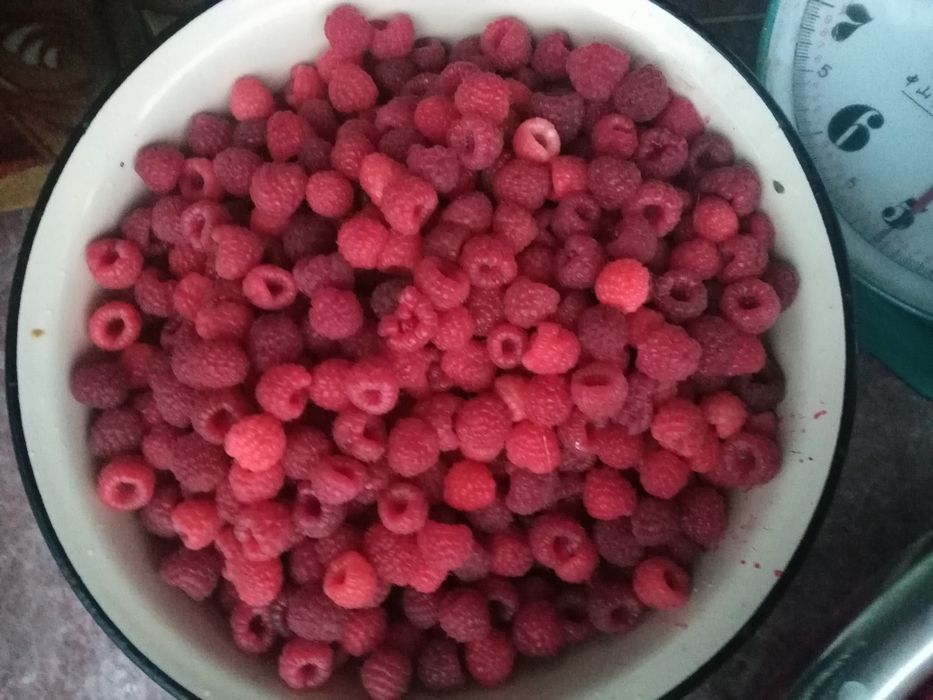 Продам Галанскую малину