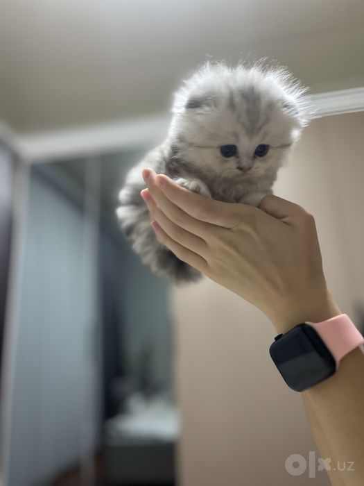 Продаю котёнка