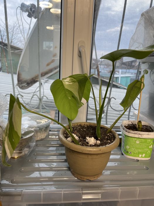 Монстера альба хороший вар