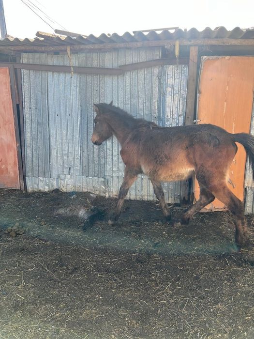 Буаз бие сатамын