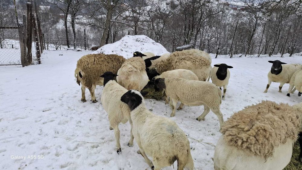 Miei Dorper :berbecuti si mielute