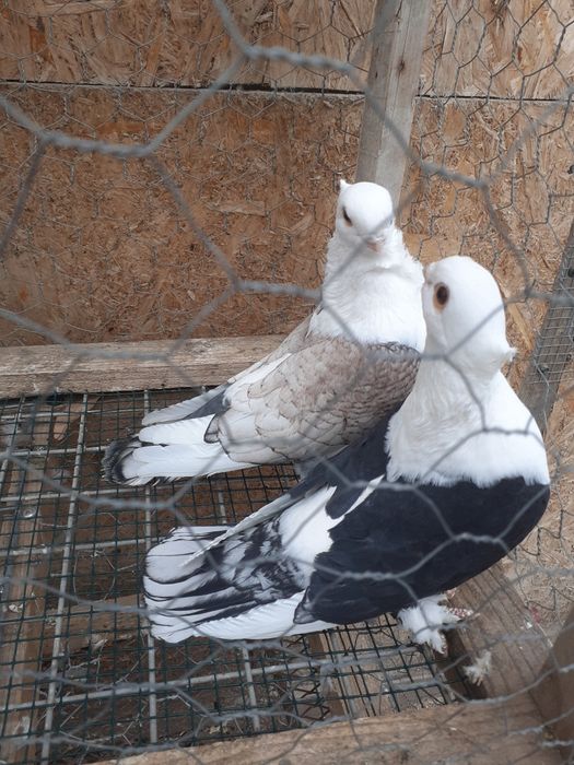 Vând porumbei Satineți