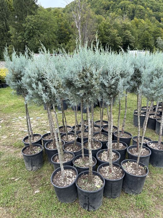 Laur prunus tuia leyladii