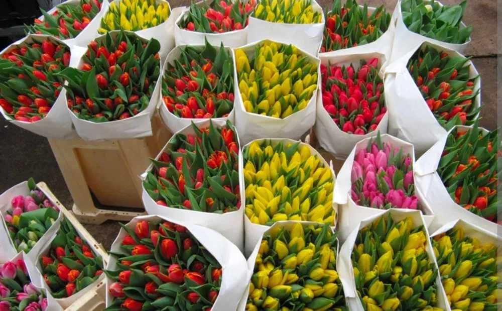 Тюльпаны Алматы Оптом