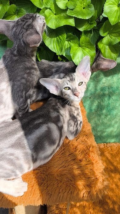 Голубенькие ориентальные котята