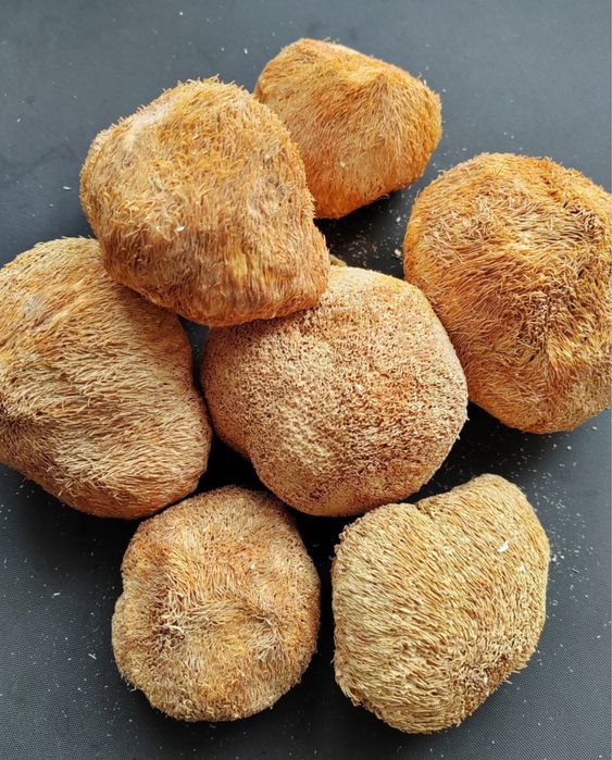 Ежовик гребенчатый. Топ качество.