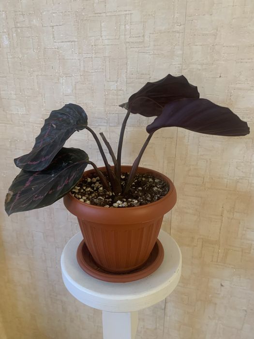 Комнатные цветы в горшках адаптированные