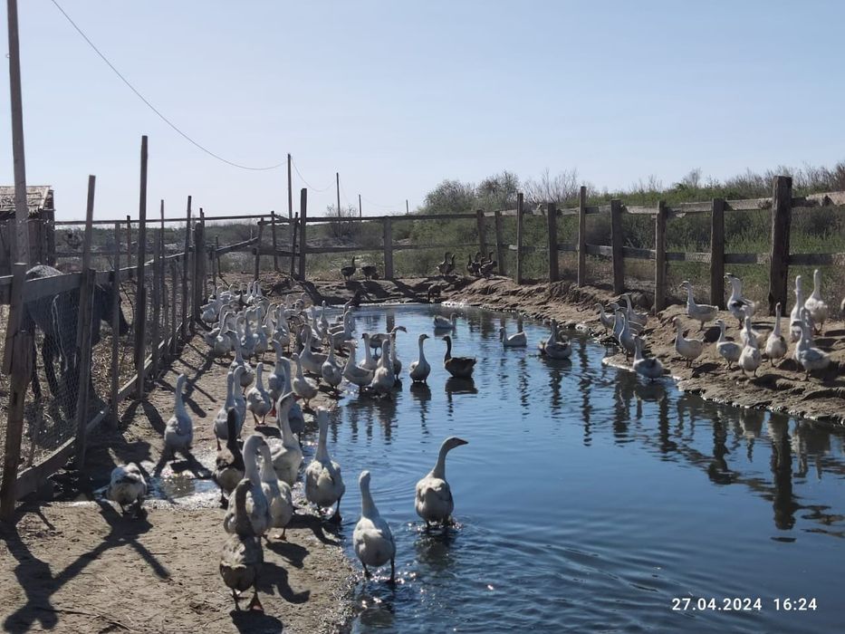 Яйца гусиные инкубационные