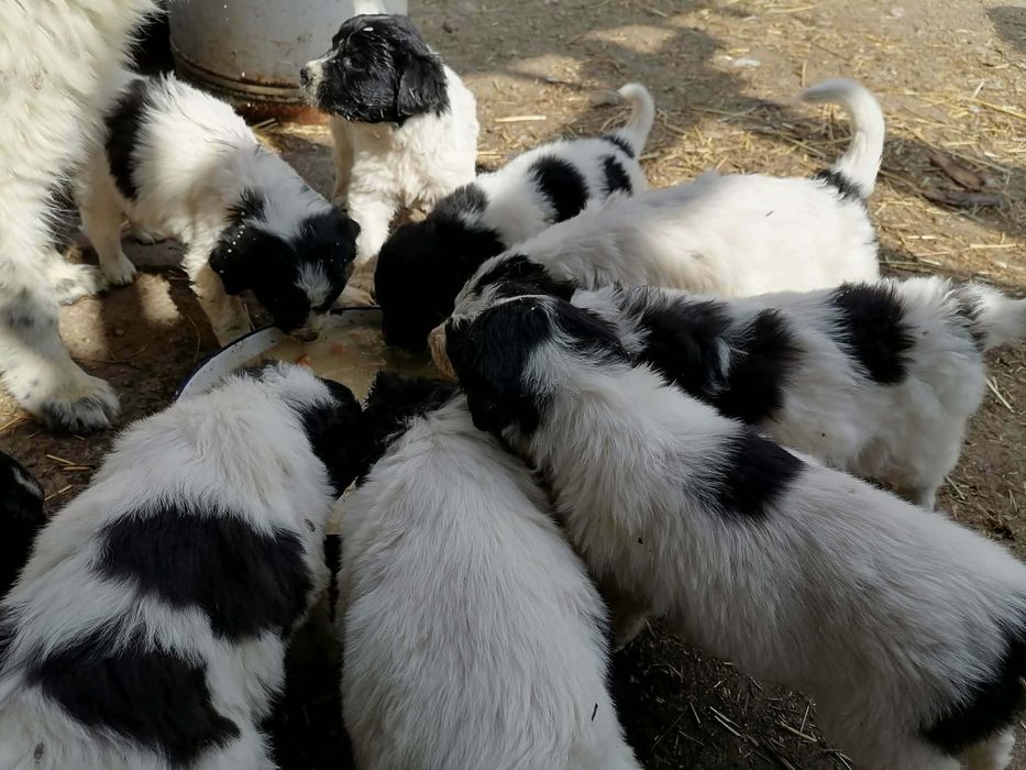 Каракачански овчарки