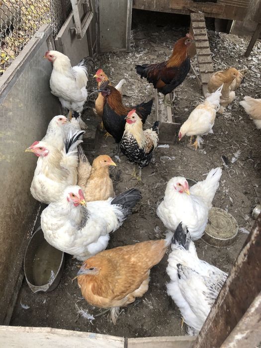 Продам молодых петушков