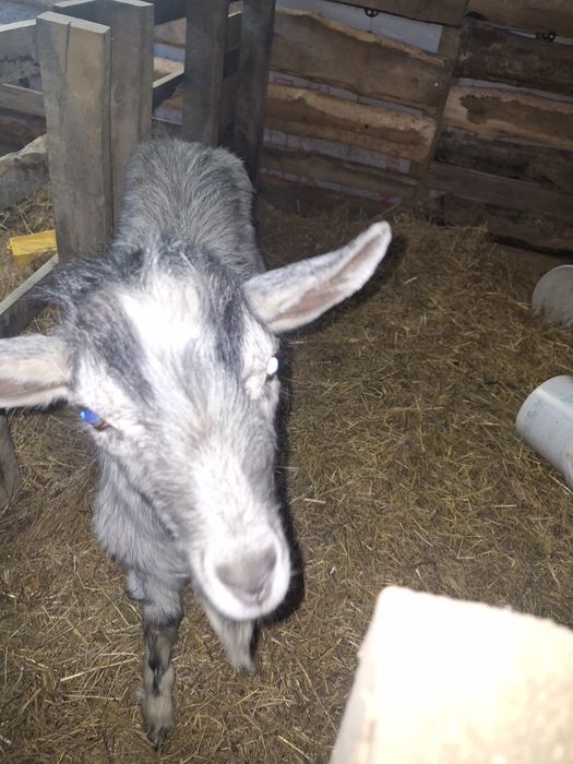 Козёл альпийской породы