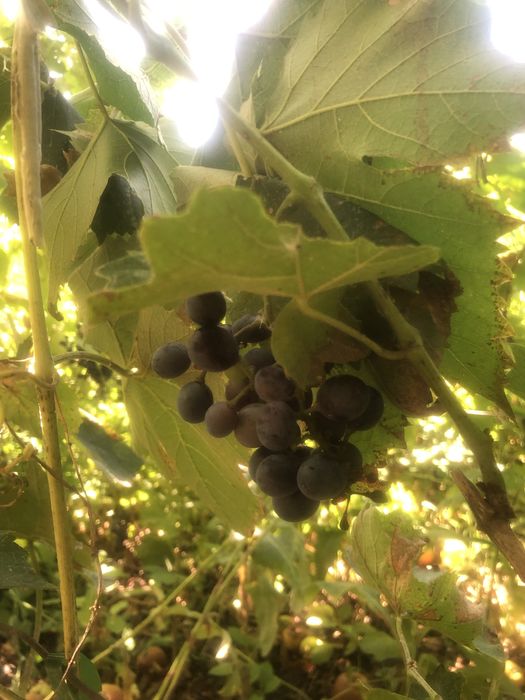 Къща с двор и геран