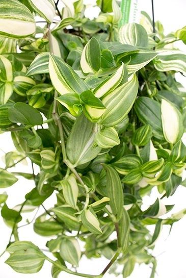 Традесканция Yellow Hill (Tradescantia ‘Yellow Hill’) — 25 см