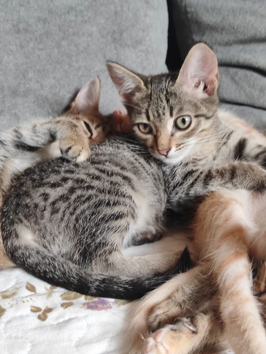 Котята мальчики бауырластар 2