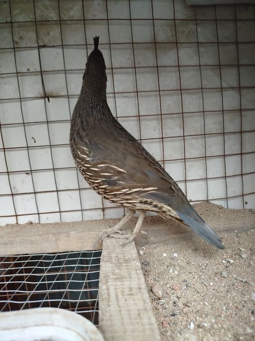 Продам Калифорниских перепелов