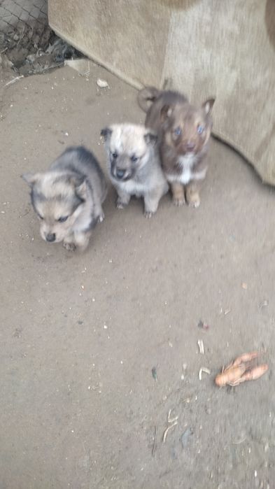 Щенята хаски девочки