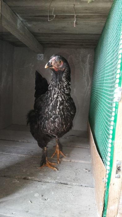 Қазақы брама аралас 
4тауы