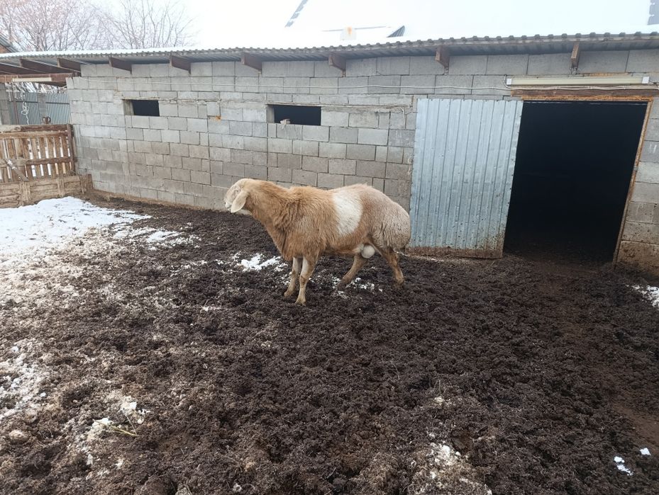 Арашан 3.5 возраст