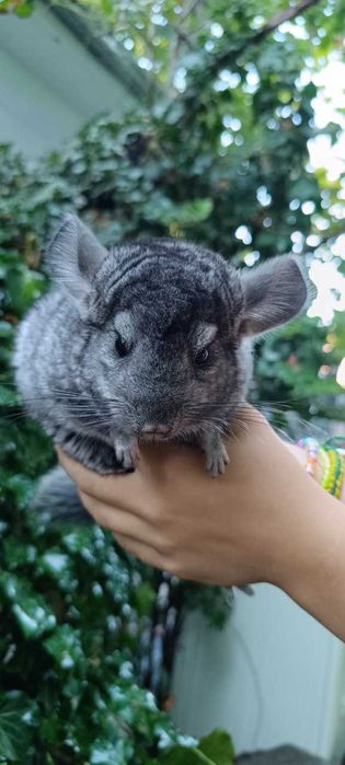 Шиншиллы в Ташкенте