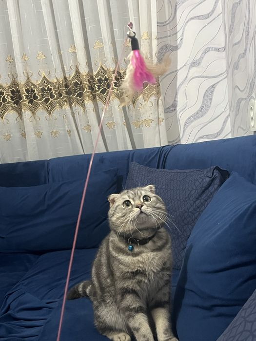 Sotilmaydi! Nasl olishga Fargona