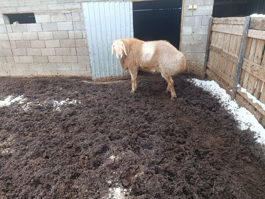 Арашан 3.5 возраст