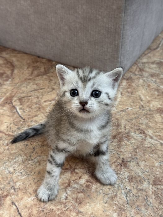Котенка продам .