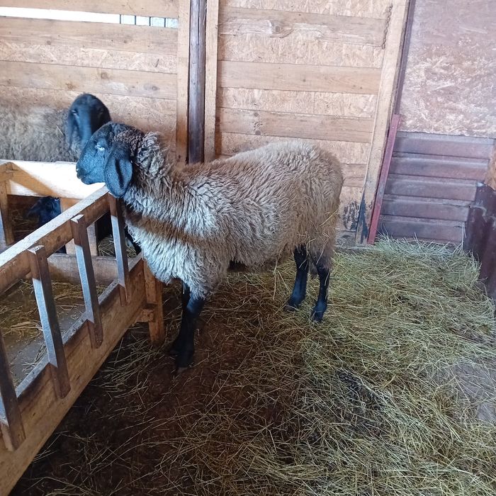 Oaie la a treia fătare,mieluțu lângă ea și mioară gestantă , 1600 buc